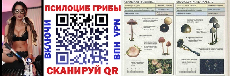цена   Бутурлиновка  МЕГА маркетплейс  Псилоцибиновые грибы MAGIC MUSHROOMS 